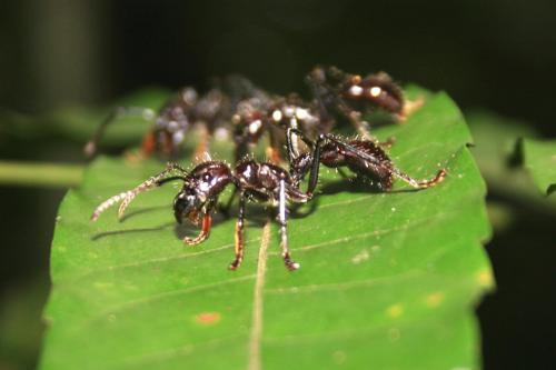 Réf. 113 423 : Paraponera clavata