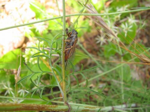 Réf. 113 565 : Cicadetta sp.