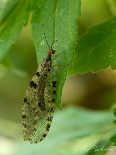 Osmylus fulvicephalus