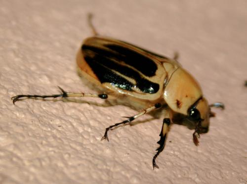 Ancognatha vulgaris