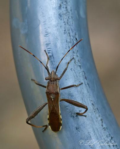 Camptopus lateralis