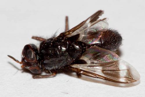 Euthera fascipennis