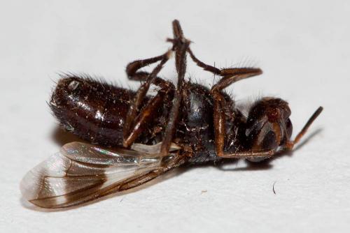Euthera fascipennis