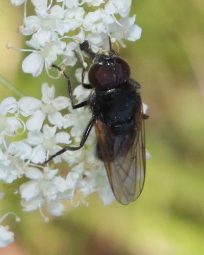 Cheilosia impressa