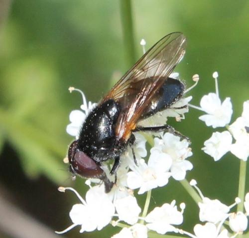 Cheilosia impressa