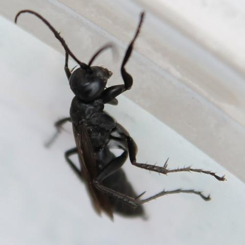 Réf. 113 287 : Anoplius sp.