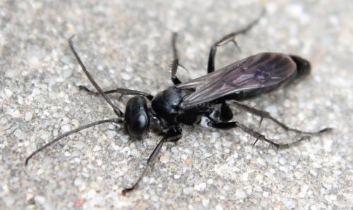 Réf. 113 286 : Anoplius sp.