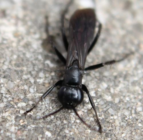 Réf. 113 285 : Anoplius sp.