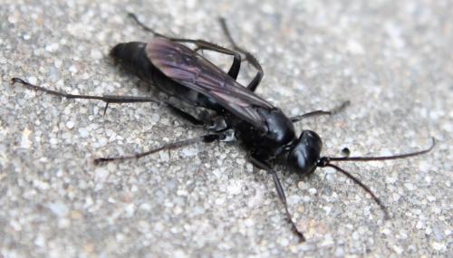 Anoplius sp.