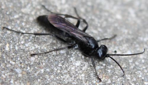 Réf. 113 284 : Anoplius sp.