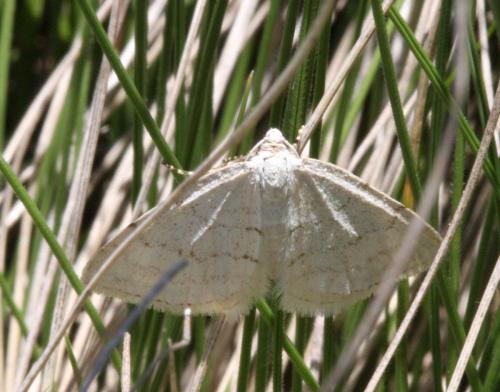 Mesotype verberata