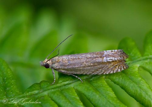 Eucosma sp.