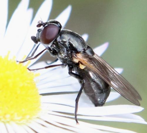 Cheilosia impressa