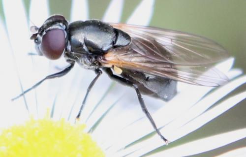 Cheilosia impressa