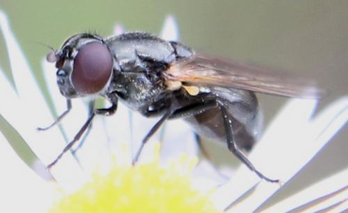 Cheilosia impressa