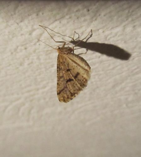 Aspitates ochrearia