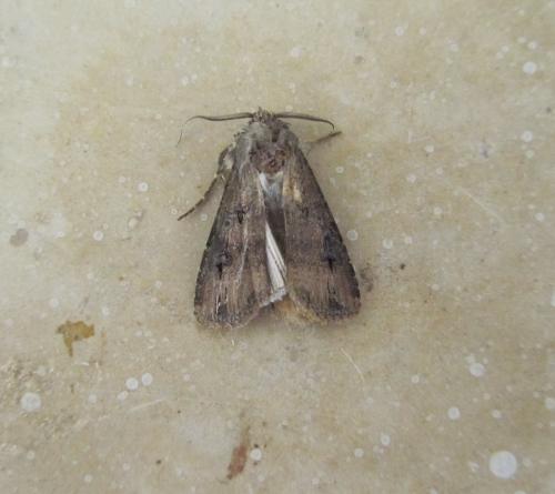 Réf. 113 658 : Agrotis ipsilon