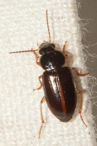 Stenolophus marginatus