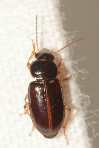 Stenolophus marginatus
