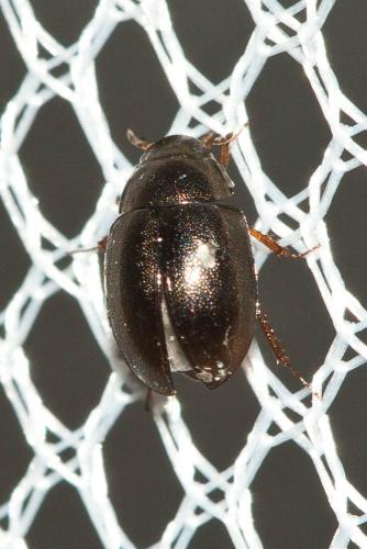 Réf. 113 898 : Paracymus sp.