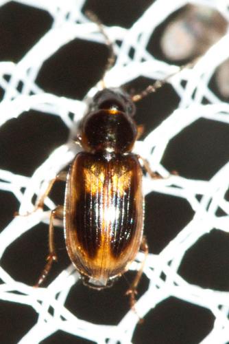 Acupalpus maculatus
