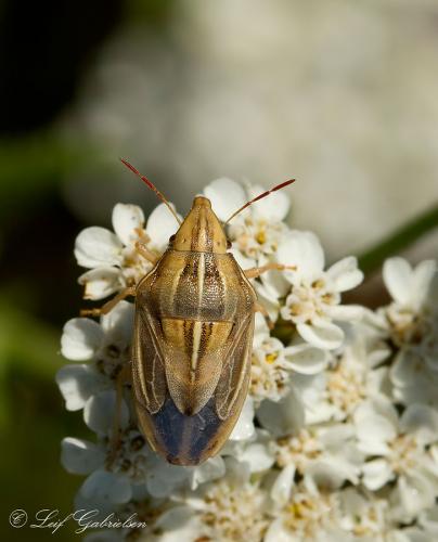 Aelia sp.