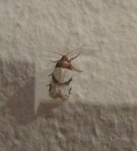 Periclepsis cinctana