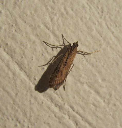Nomophila noctuella