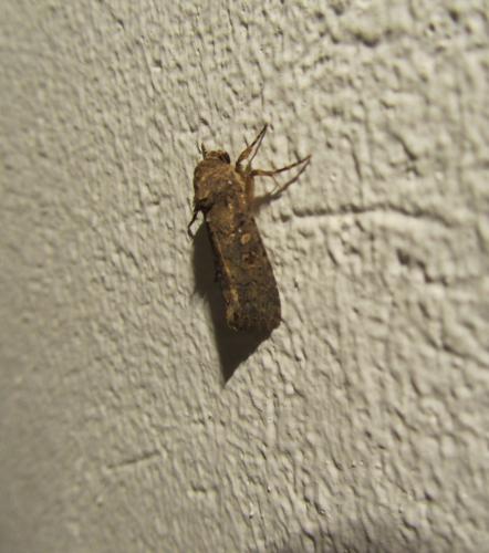 Réf. 113 588 : Spodoptera cilium