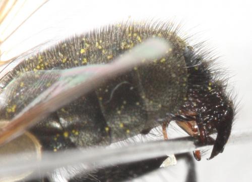 Xysta holosericea