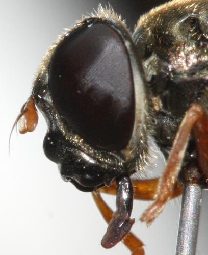 Cheilosia flavipes
