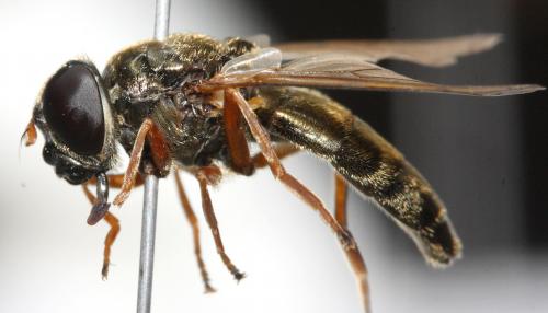 Réf. 113 795 : Cheilosia flavipes