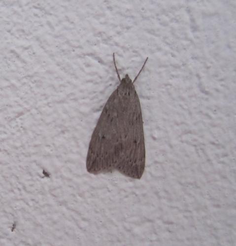 Pachycnemia hippocastanaria