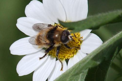 Merodon equestris