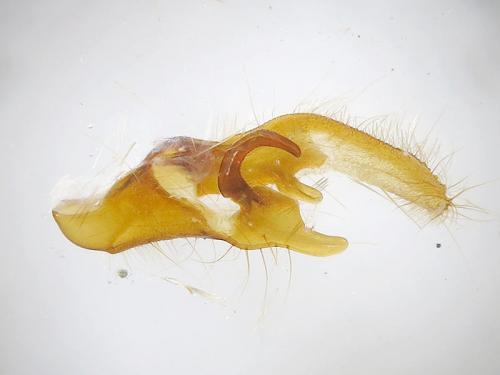 Allophyes corsica