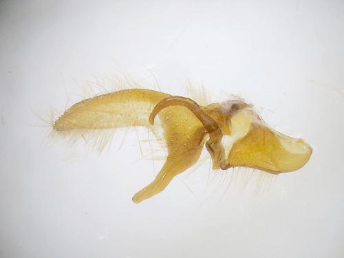 Allophyes corsica