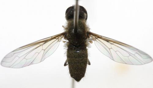 Réf. 113 039 : Petrorossia sp.
