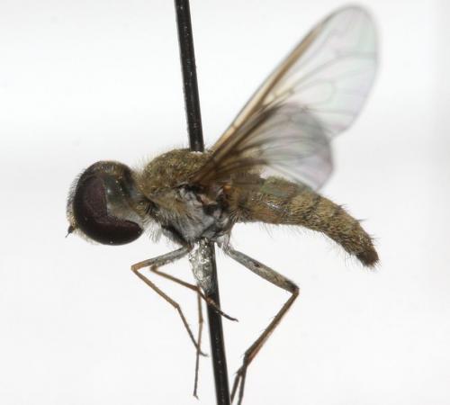 Réf. 113 040 : Petrorossia sp.