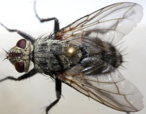 Microphthalma europaea