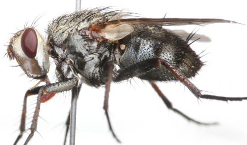 Microphthalma europaea