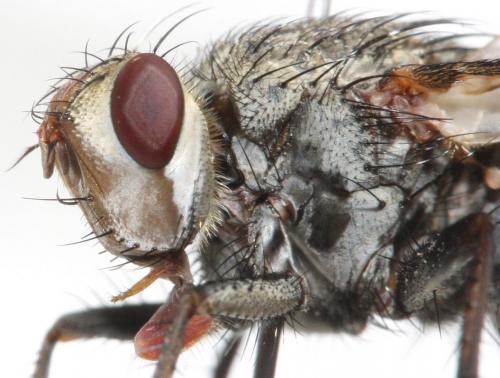 Microphthalma europaea