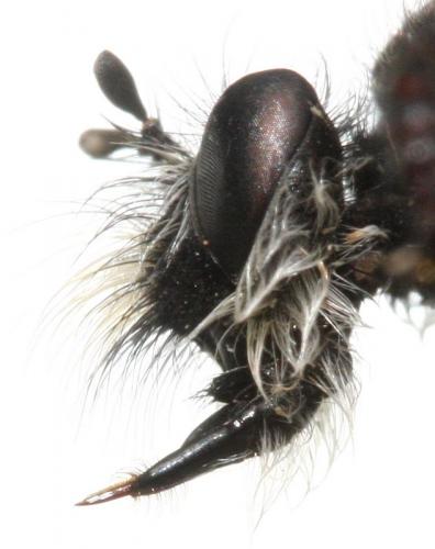 Andrenosoma albibarbe
