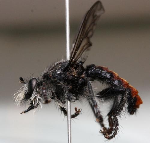 Andrenosoma albibarbe