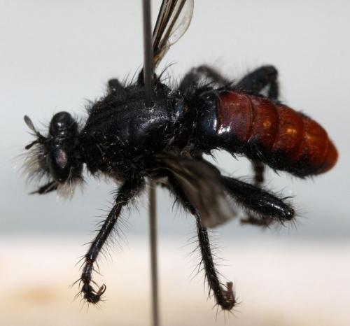 Andrenosoma albibarbe