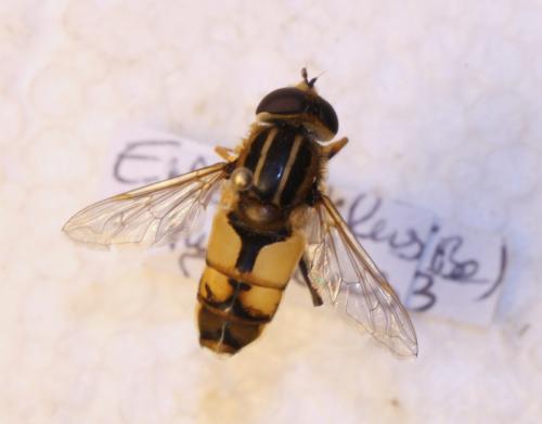 Réf. 113 761 : Helophilus hybridus