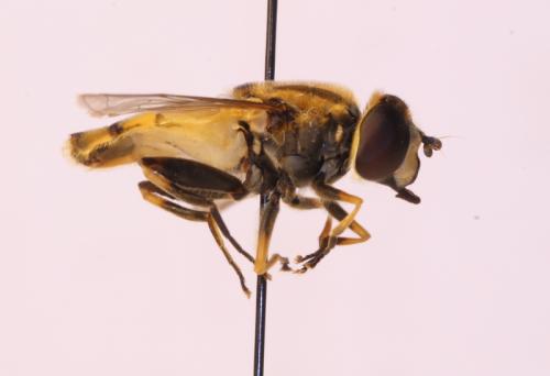 Réf. 113 762 : Helophilus hybridus