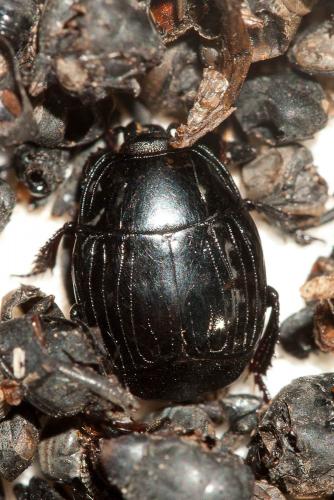Margarinotus brunneus