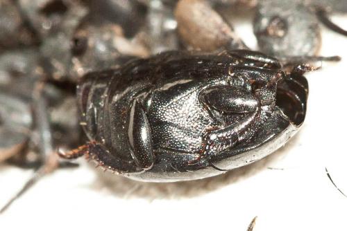 Réf. 113 734 : Saprinus semistriatus