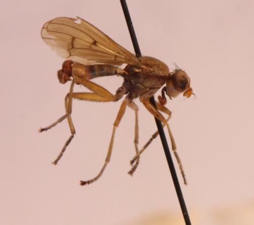 Renocera stroblii