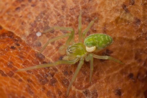 Nigma walckenaeri